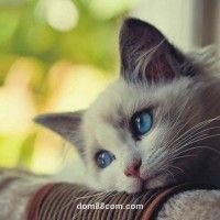 Ảnh đại diện người dùng Phương Linh